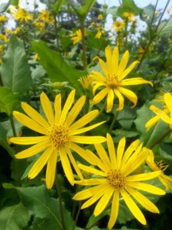 串葉松香草牧草——養(yǎng)畜禽種牧草選對品種很重要 串葉松香草牧草——養(yǎng)畜禽種牧草選對品種很重要