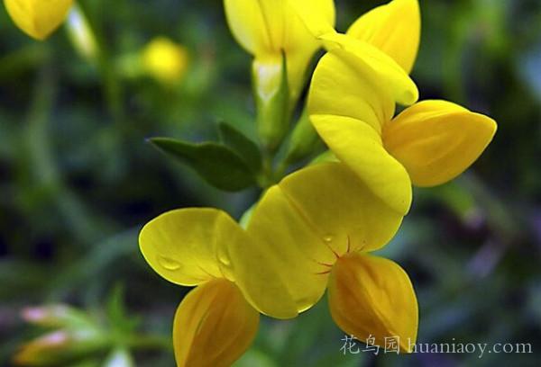百脈根的養殖方法和播種市注意事項 百脈根的養殖方法和播種市注意事項