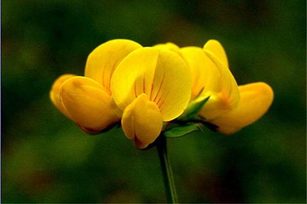 百脈根的主要價值有哪些?有何作用? 百脈根的主要價值有哪些?有何作用?