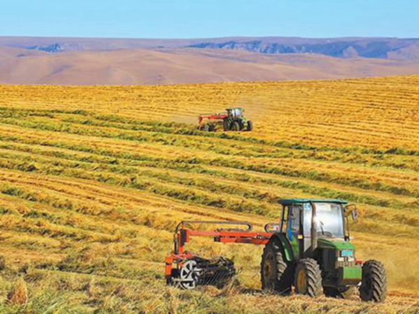 燕麥草種子挑選采收有哪些？栽培方法有哪些？