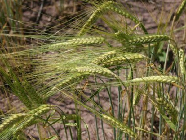 燕麥種植的生長(zhǎng)環(huán)境是怎樣的？有什么需要注意的？