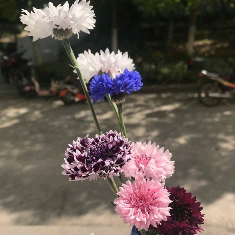 矢車菊