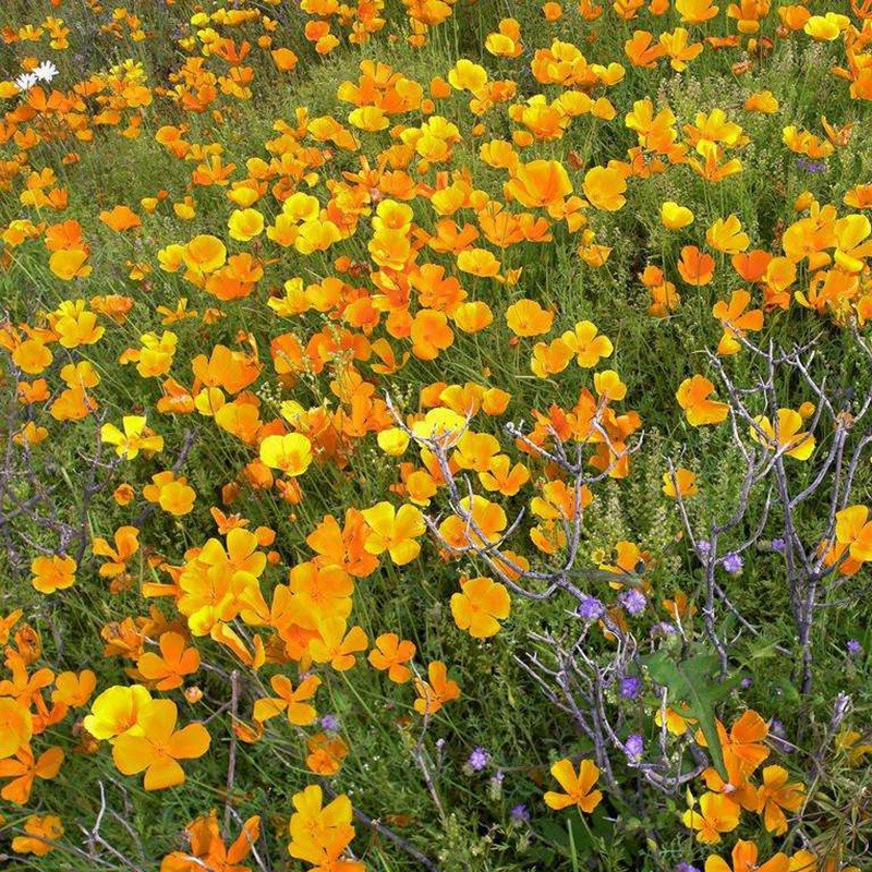 三色旋花 三色旋花