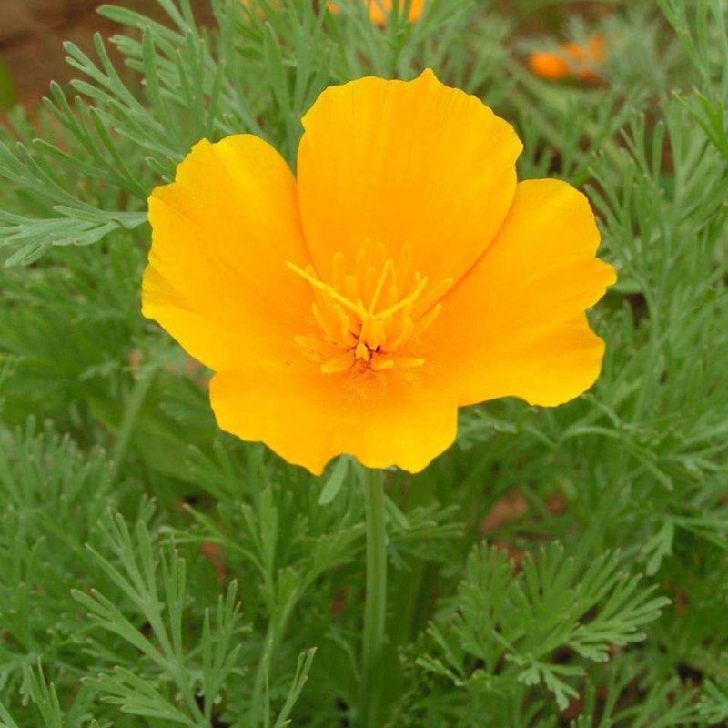 三色旋花 三色旋花