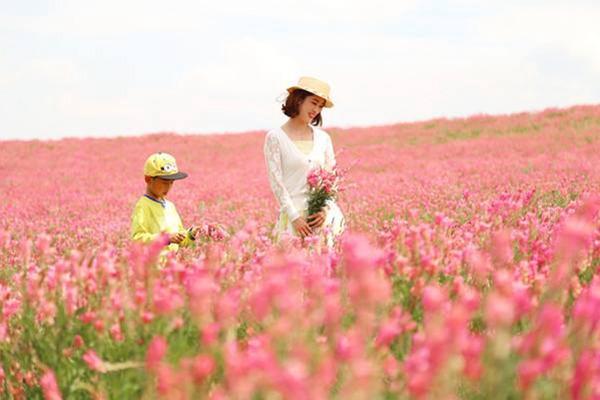 代替苜蓿的一種牧草!易養(yǎng)活,長的美,牲畜也愛吃 代替苜蓿的一種牧草!易養(yǎng)活,長的美,牲畜也愛吃