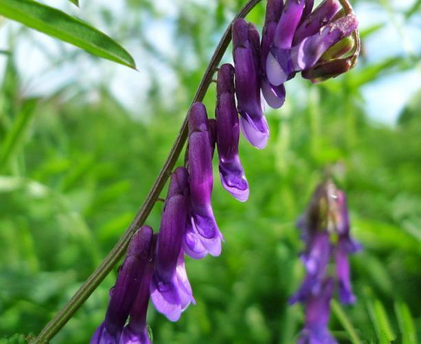 優(yōu)質養(yǎng)蜂蜜源植物、牧草光葉紫花苕的種植技術 優(yōu)質養(yǎng)蜂蜜源植物、牧草光葉紫花苕的種植技術
