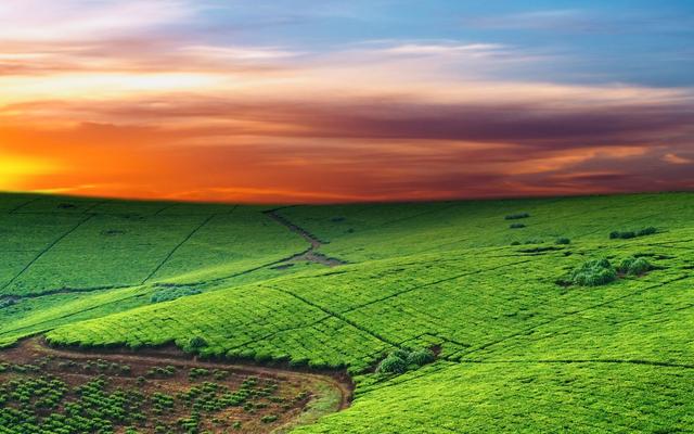 苦蕎種植技術詳情分析以及處理方法 苦蕎種植技術詳情分析以及處理方法