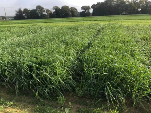 耐寒牧草種子~冬牧70黑麥 耐寒牧草種子~冬牧70黑麥
