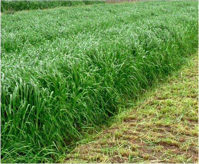 秋冬季節適合養殖種牧草嗎?種植什么牧草比較好? 秋冬季節適合養殖種牧草嗎?種植什么牧草比較好?