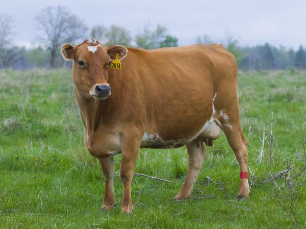 鹽堿地優質牧草對于肉牛飼養經濟價值 鹽堿地優質牧草對于肉牛飼養經濟價值
