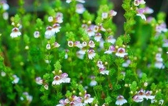 要想小米草種的好,要學(xué)會(huì)種植的技巧與方法 要想小米草種的好,要學(xué)會(huì)種植的技巧與方法