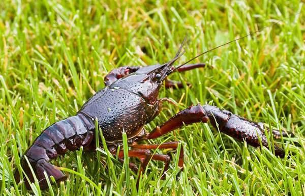 為何小米草成為龍蝦養(yǎng)殖新選擇 為何小米草成為龍蝦養(yǎng)殖新選擇