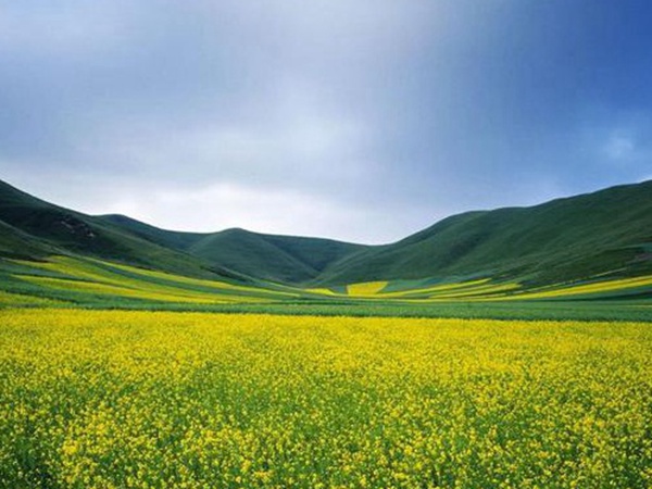 油菜種子品種繁多,去哪可以買到質量好的種子? 油菜種子品種繁多,去哪可以買到質量好的種子?