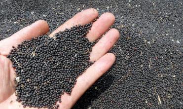 馬上進入秋播季應該如何挑選油菜籽? 馬上進入秋播季應該如何挑選油菜籽?