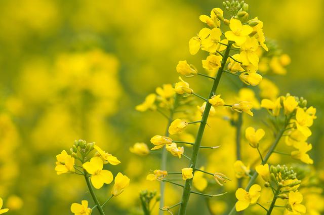 油菜籽的種植方法有哪些,有什么需要注意的? 油菜籽的種植方法有哪些,有什么需要注意的?