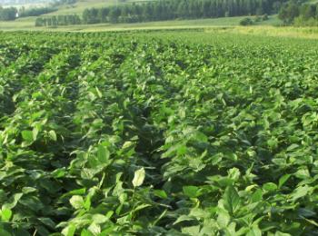 黑豆的播種前處理及田間管理技術