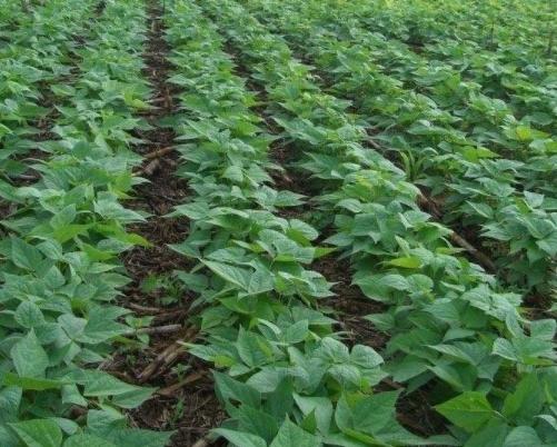 黑豆種植方法有哪些？什么時(shí)候播種比較合適？