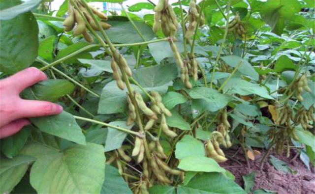 種植黑豆時,掌握技術方法產量能提升 種植黑豆時,掌握技術方法產量能提升