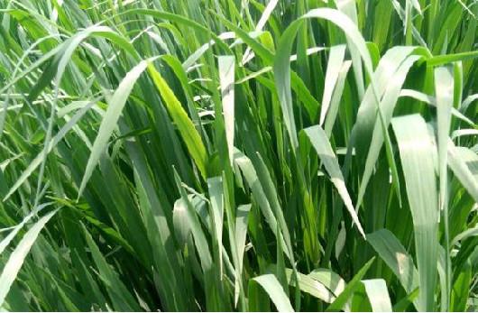 庭院草坪|院子里的天然草坪建植及養(yǎng)護(hù)方法 庭院草坪|院子里的天然草坪建植及養(yǎng)護(hù)方法