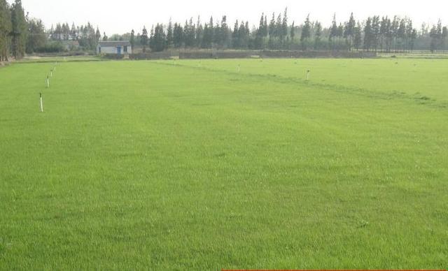 草坪種植養護技術 以及種植方法 草坪種植養護技術 以及種植方法