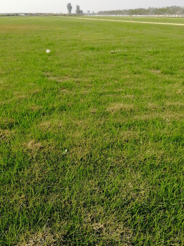 要想草坪長(zhǎng)得好,草坪修剪也是必不可少的 要想草坪長(zhǎng)得好,草坪修剪也是必不可少的