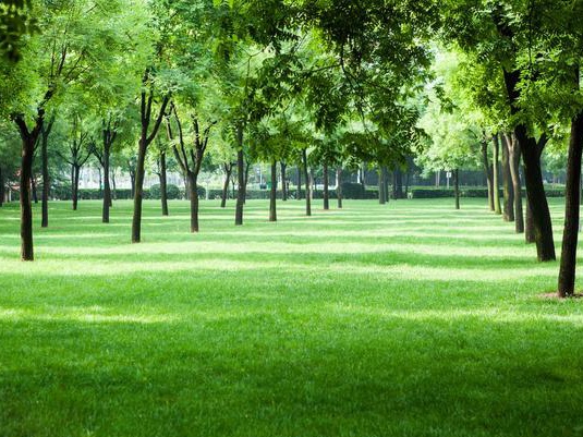 草坪的作用不僅僅是美化環境 還可以凈化空氣、過濾塵埃 草坪的作用不僅僅是美化環境 還可以凈化空氣、過濾塵埃