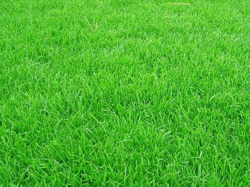 草坪的四季養護管理技術與管理方法 草坪的四季養護管理技術與管理方法
