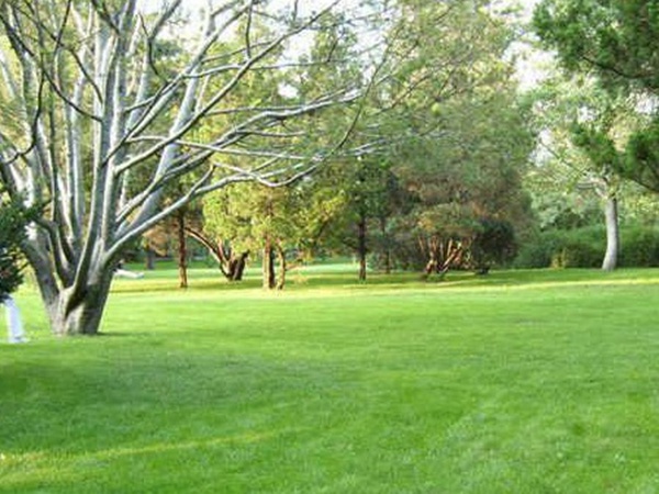 草坪種子常見的有哪些?該怎么樣育苗? 草坪種子常見的有哪些?該怎么樣育苗?