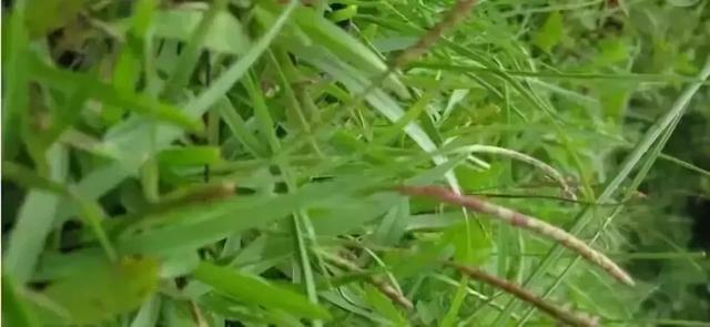 花園草坪的種植方法與養護管理經驗 花園草坪的種植方法與養護管理經驗