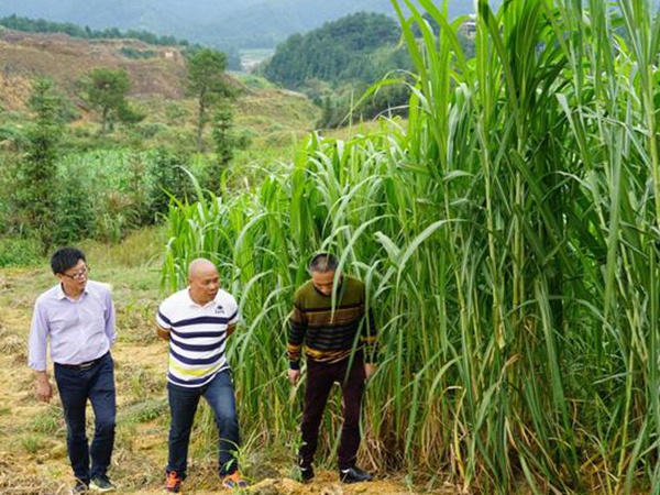 種植牧草需要注意的地方有很多,需要注意什么? 種植牧草需要注意的地方有很多,需要注意什么?
