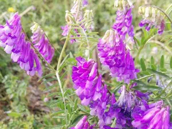 十種優(yōu)質(zhì)牧草及其栽培技術(shù)與方法 十種優(yōu)質(zhì)牧草及其栽培技術(shù)與方法