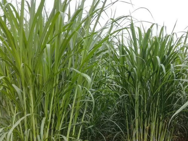 高產優質的幾種牧草有哪些 高產優質的幾種牧草有哪些