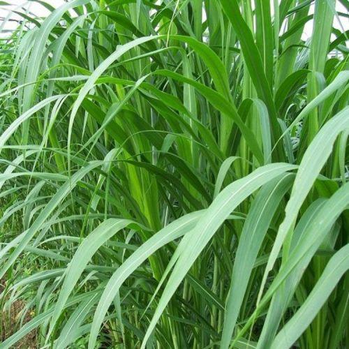 牧草種植需要注意哪些 喂牛用哪些牧草種植比較好 牧草種植需要注意哪些 喂牛用哪些牧草種植比較好