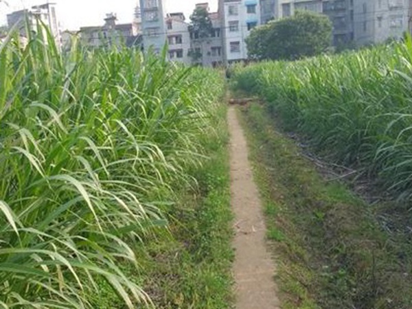 牧草養(yǎng)豬技術(shù)有什么需要注意的,牧草種植方法有哪些? 牧草養(yǎng)豬技術(shù)有什么需要注意的,牧草種植方法有哪些?