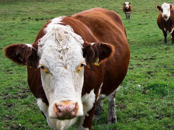 最適合養(yǎng)牛的四種牧草有哪些 最適合養(yǎng)牛的四種牧草有哪些