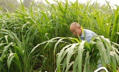 養殖戶注意了,土雞愛吃的八大牧草,有什么需要注意的? 養殖戶注意了,土雞愛吃的八大牧草,有什么需要注意的?