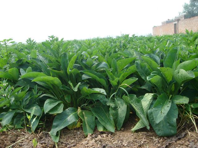 養殖戶注意了,土雞愛吃的八大牧草,有什么需要注意的? 養殖戶注意了,土雞愛吃的八大牧草,有什么需要注意的?