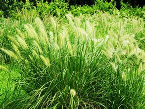 養殖戶注意了,土雞愛吃的八大牧草,有什么需要注意的? 養殖戶注意了,土雞愛吃的八大牧草,有什么需要注意的?