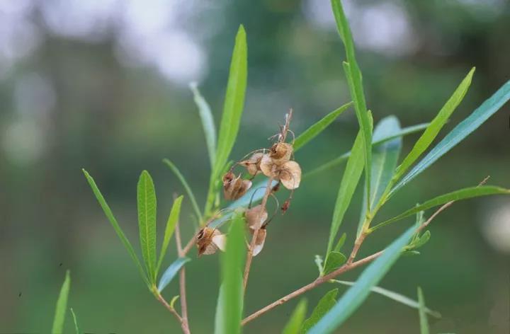 車(chē)桑子繁殖方式以及主要經(jīng)濟(jì)價(jià)值 車(chē)桑子繁殖方式以及主要經(jīng)濟(jì)價(jià)值