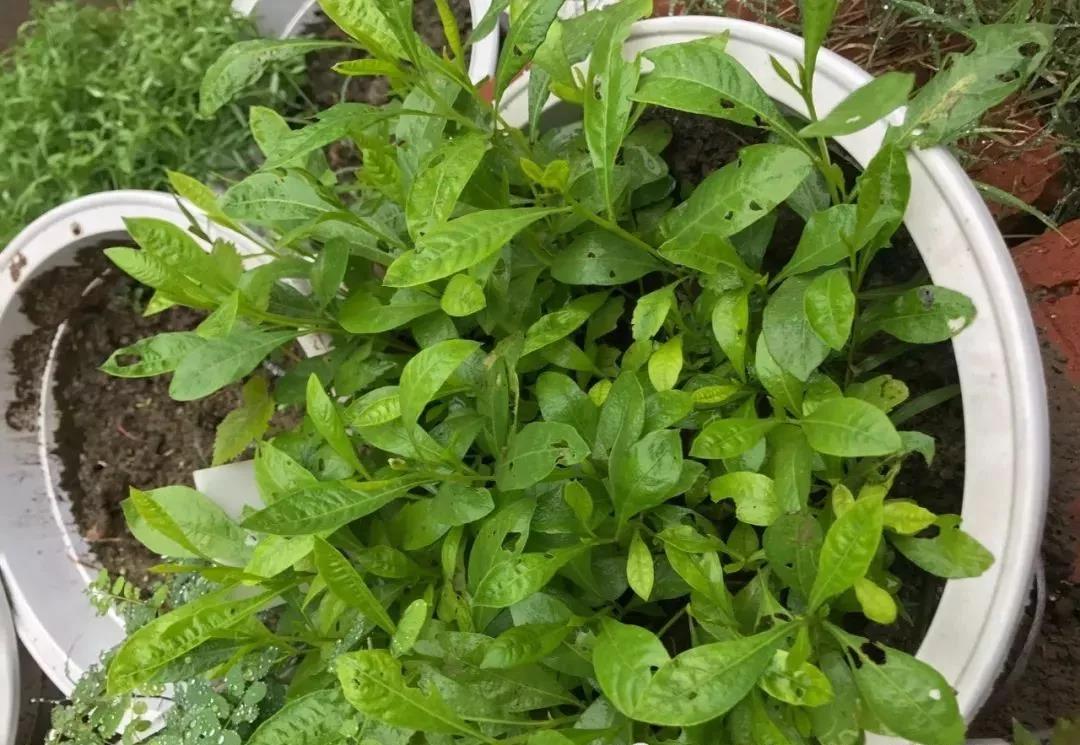 灌木種子—車桑子介紹以及播種方法 灌木種子—車桑子介紹以及播種方法