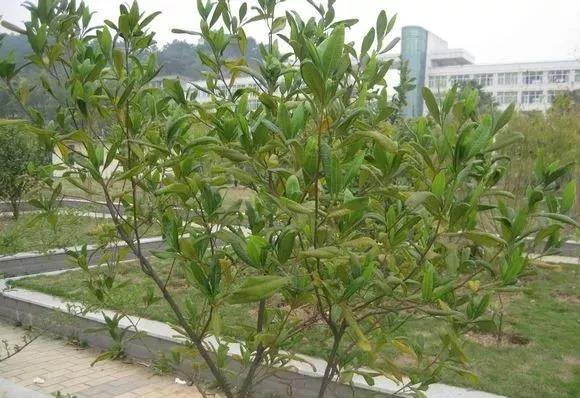 灌木種子—車桑子介紹以及播種方法 灌木種子—車桑子介紹以及播種方法