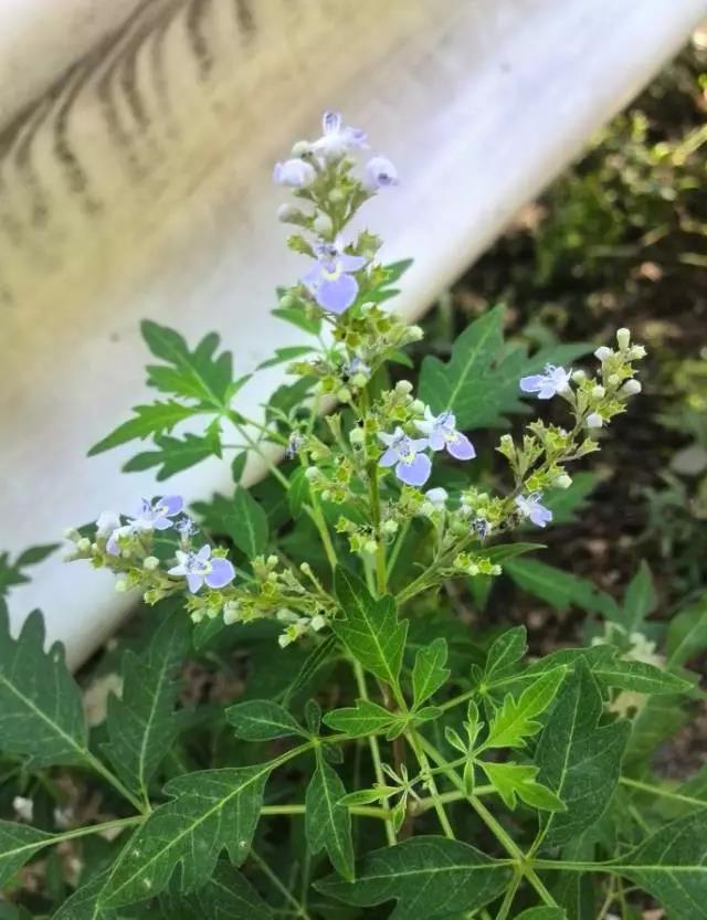 荊條形態特征以及基本經濟價值