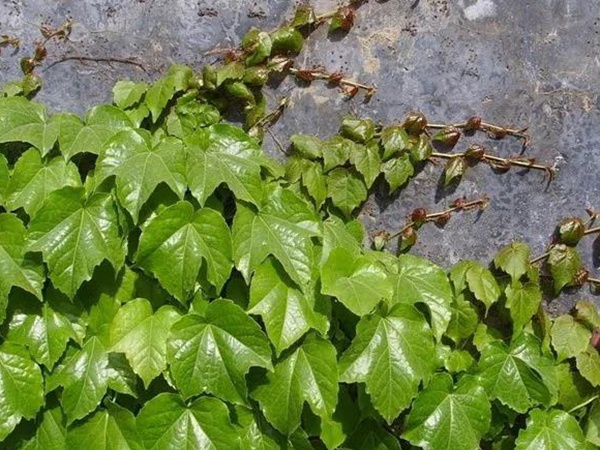 爬山虎如何種,爬山虎種植方法有哪些? 爬山虎如何種,爬山虎種植方法有哪些?