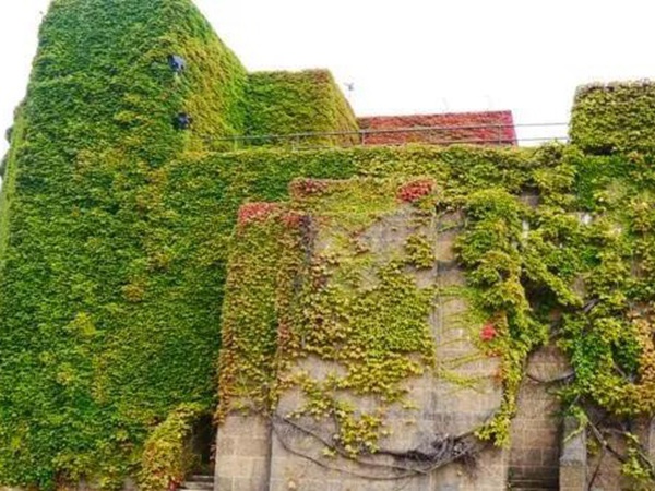 爬山虎如何種,爬山虎種植方法有哪些? 爬山虎如何種,爬山虎種植方法有哪些?