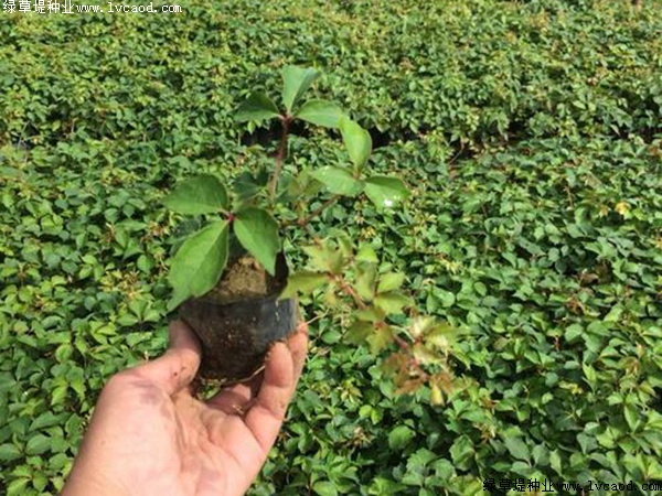 種植爬山虎優勢?你可能不知道它還有這五個好處! 種植爬山虎優勢?你可能不知道它還有這五個好處!