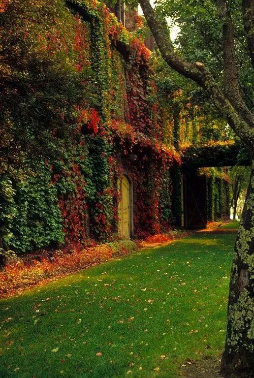 種植一墻爬山虎,收貨一夏清涼! 種植一墻爬山虎,收貨一夏清涼!