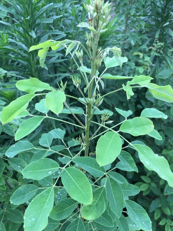 耐寒性較好—二色胡枝子栽培技術(shù)要點(diǎn) 耐寒性較好—二色胡枝子栽培技術(shù)要點(diǎn)