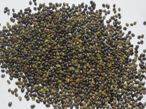 耐寒性較好—二色胡枝子栽培技術(shù)要點(diǎn) 耐寒性較好—二色胡枝子栽培技術(shù)要點(diǎn)