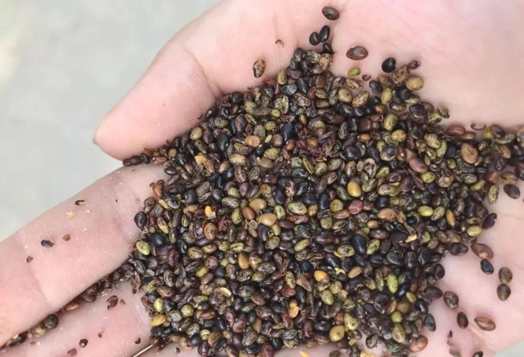 灌木種子—胡枝子基本介紹以及生態(tài)習(xí)性 灌木種子—胡枝子基本介紹以及生態(tài)習(xí)性