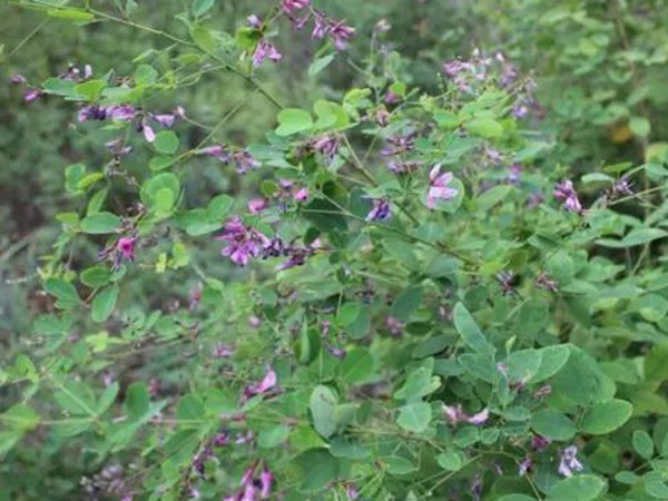落葉灌木30——胡枝子生態習性 落葉灌木30——胡枝子生態習性